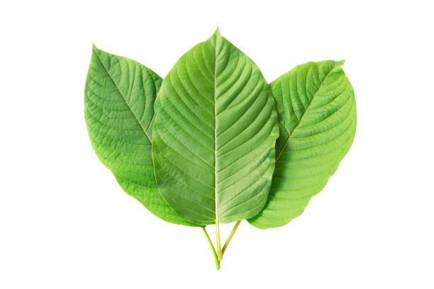 Discovering High-Quality Kratom Capsules Online